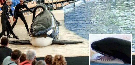 SeaWorld killer whale Skyla died of ‘trauma’ after being 'ripped' from ...