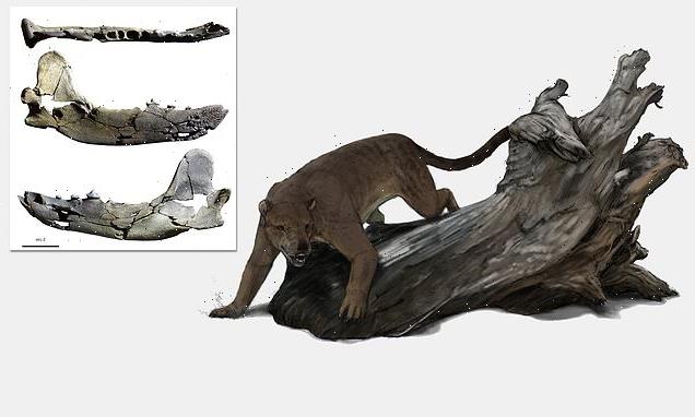 Fossilised lower jaw of a prehistoric BEAR DOG is unearthed in France - Big  World Tale