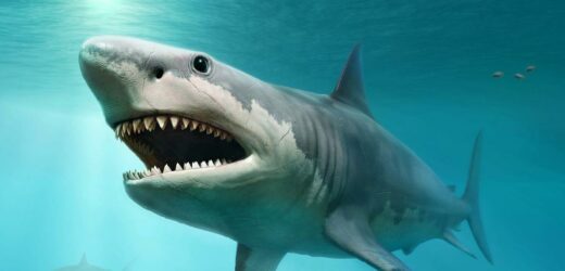 ‘Time traveller’ warns scientists will 'grow megalodon' when DNA found ...